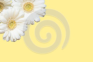 Some white gerbera flowers on a yellow background