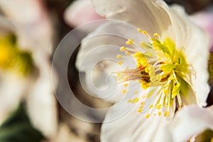 Some white hellebores in the wild