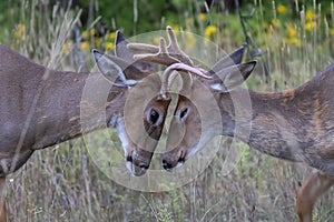 Some White-tailed deer bucks playing in the early morning light with velvet antlers in summer in Canada