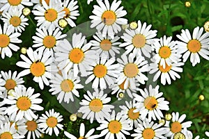 Some white and yellow leucanthemum flowers