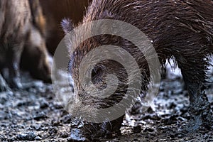 wild boars in the forest