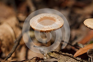 Some wild brown mushroom cap on blurry forest background. Soft focused macro shot