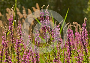 Some wild flowers shot close up,