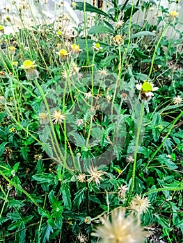 some wildflowers grew in the grasss