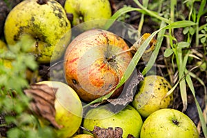 Some windfalls apples laying in the dirt