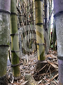 Some yellow bamboo thrive