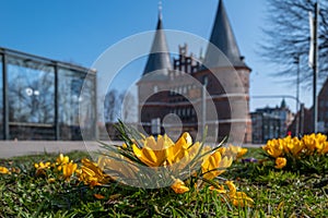 Some yellow crocuses bloom in spring and in the background is LÃ¼beck Holsten Gate