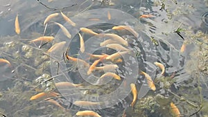 Some yellow golden Koi Carp fishes swimming in a pond