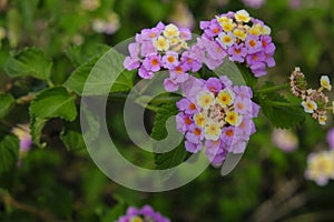 Alguno rosa flores en jardín 