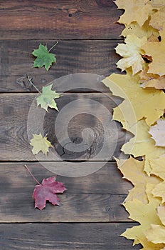 Some of the yellowing fallen autumn leaves of different colors on the background surface of natural wooden boards of dark brown