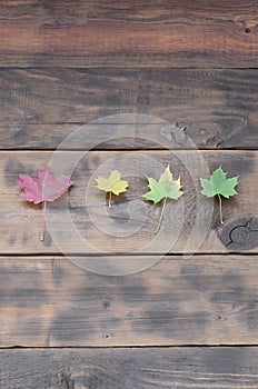 Some of the yellowing fallen autumn leaves of different colors on the background surface of natural wooden boards of dark brown