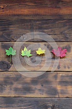 Some of the yellowing fallen autumn leaves of different colors on the background surface of natural wooden boards of dark brown c