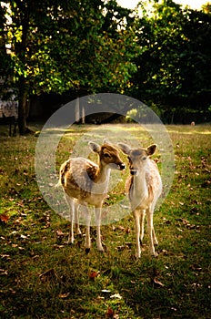 Some young fallow deer in a meadow