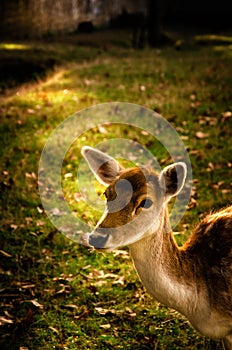 Some young fallow deer in a meadow