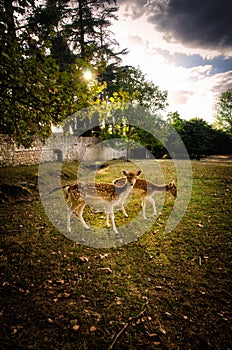 Some young fallow deer in a meadow