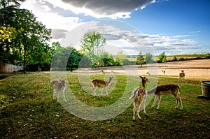 Some young fallow deer in a meadow