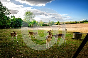 Some young fallow deer in a meadow