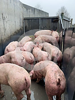 Some  young pigs standing in a fence in a pig farm