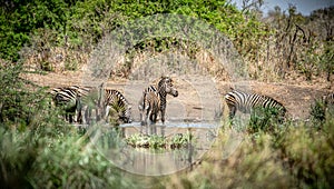 Some Zebras at a waterhole in Kruger National Park