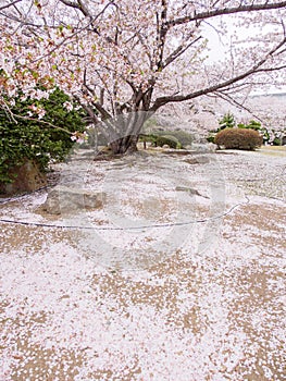 Somei Yoshino Cherry Blossom tree with fallen petals, vertical orientation, Himeji, Japan photo