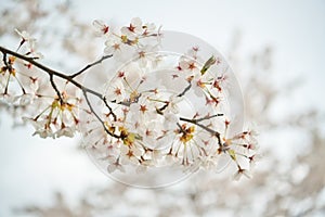 Somei Yoshino cherry blossoms are in full bloom The branches and close-up of beautiful flowers