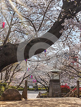 Somei Yoshino pink Cherry blossoms during Hanami Spring Festival in Tokyo.