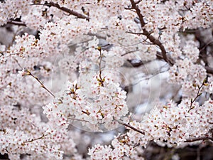 Somei Yoshino Sakura flowers, Naogya, Japan photo