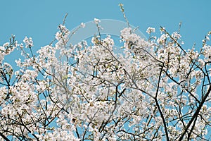 Someiyoshino Somei-yoshino Cherry Blossom at Dazaifu Tenmangu Shrine in Dazaifu City, Fukuoka, Japan.