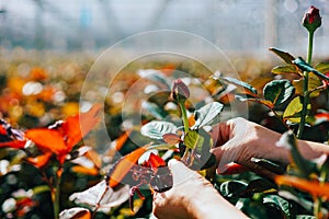 Someone is cutting a rose in a greenhouse