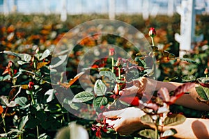 Someone is cutting a rose in a greenhouse