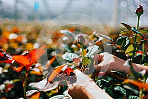 Someone is cutting a rose in a greenhouse