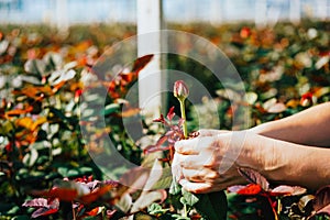 Someone is cutting a rose in a greenhouse