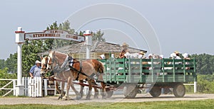 Someone enjoying a summer day at Heritage Park, driving a wagon pulled by a couple of