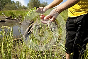 Someone holding a plant in Alberta, Canada