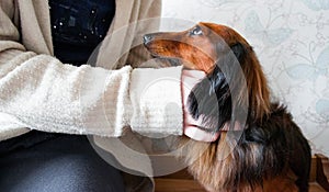 Someone hugs and strokes a long-haired red-haired black dachshund. Dog looks faithfully at the owner