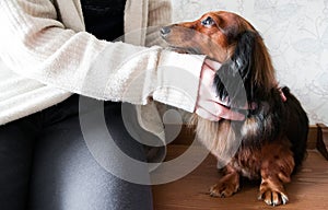 Someone hugs and strokes a long-haired red-haired black dachshund. Dog looks faithfully at the owner