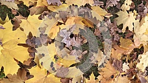 Someone invisible is walking through the rustling yellow maple leaves. Vertical video