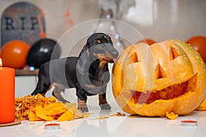 Someone made pumpkin lantern to decorate apartment for a Halloween party. Mischievous dachshund puppy has climbed on