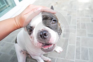 Someone's groping a dog