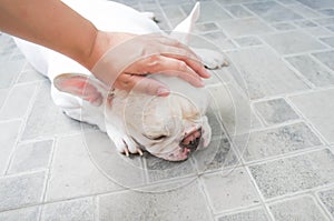 Someone's groping a dog