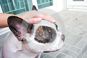 Someone's groping a dog,dog