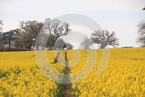 Somerset Countryside - Rape Seed Field