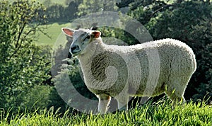 Somerset Sheep photo