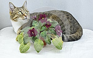 Something Interesting Caught the Attention of a Brindle Cat Hiding Behind a Bouquet of Violets