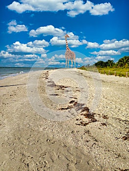 Something you don`t see everyday! Giraffe on the beach!
