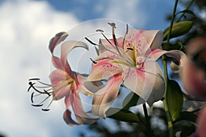 Giant Orienpet lily plants raise their blooms into the sky