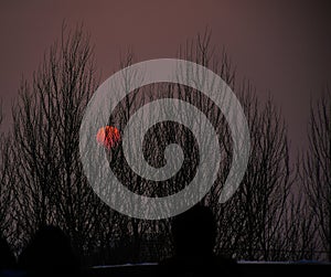 The Sun behind the Trees