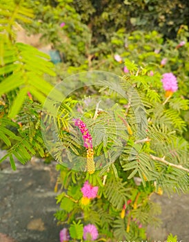 Somi flowers