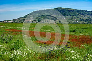 Somlo hill with traditional Hungarian homes and vineyards in the middle of a wild flower field