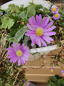 Sommar blommor Natur, Luye Township, Taitung County